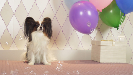 Papillon dog celebrates birthday with gifts, balloons and soap bubblesの写真素材
