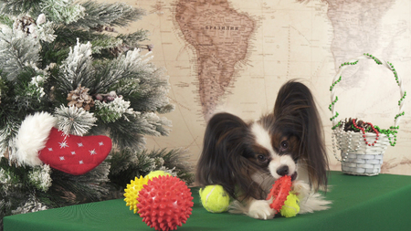 Papillon dog with soft toys near the Christmas treeの写真素材