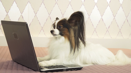 Papillon dog is lying near the laptop on the bedの写真素材