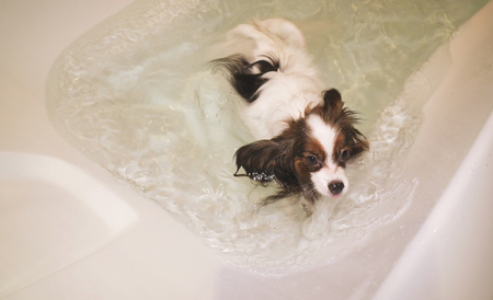 Papillon dog is swimming in the bathroomの写真素材