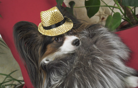 Papillon dog in a beautiful suit in a fur coat and a concert hat with a butterfly is removed in the clipの写真素材