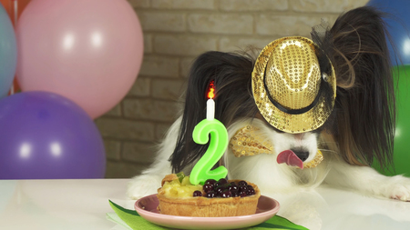Fancy Dog Papillon eating birthday cake with a candleの写真素材