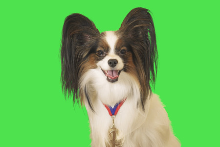 Beautiful dog Papillon with a medal for first place on the neck on green backgroundの写真素材