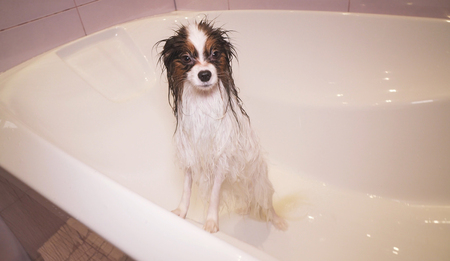 Wet funny Papillon dog stands in the bathroomの写真素材