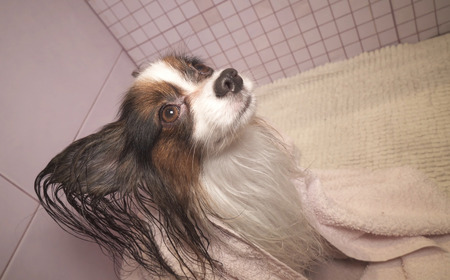 Papillon dog in a towel after bathing in the bathroomの写真素材