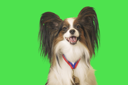 Beautiful dog Papillon with a medal for first place on the neck on green backgroundの写真素材