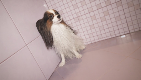 Papillon dog is blow dry after bathing in the bathroomの写真素材