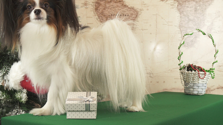Papillon dog with gifts near the New Year treeの写真素材