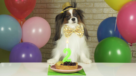 Fancy Dog Papillon eating birthday cake with a candleの写真素材