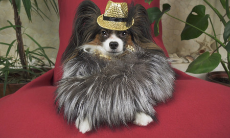 Papillon dog in a beautiful suit in a fur coat and a concert hat with a butterfly is removed in the clipの写真素材