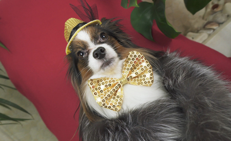 Papillon dog in a beautiful suit in a fur coat and a concert hat with a butterfly is removed in the clipの写真素材