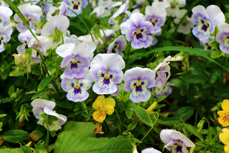 Close up on pansiesの写真素材