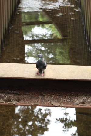 Dove of canalの写真素材