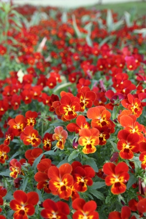 Red flowerの写真素材