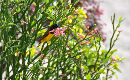 Yellow Bird