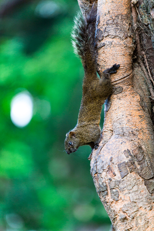 squirrelの写真素材