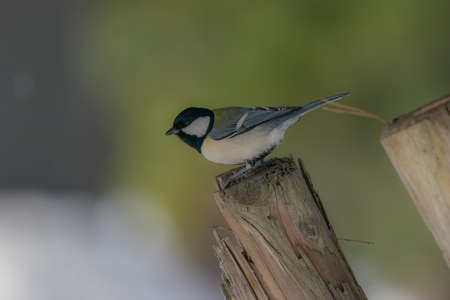 beautiful tit on the wood