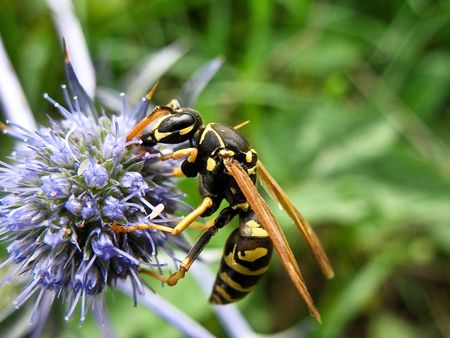 macro of a wasp resting on a leafの写真素材