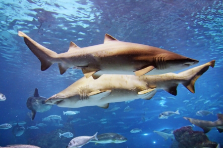 A grey shark is swimming in the reef with other fishesの写真素材