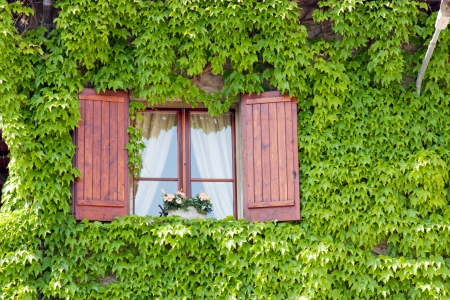 Window in the middle of green ivyの写真素材