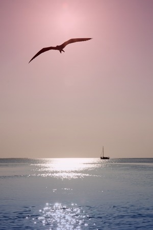 Bird flying on the oceanの写真素材