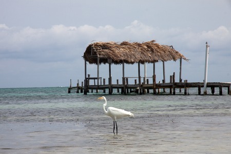 Egret on the seaの写真素材