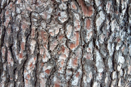 The bark of an old pine