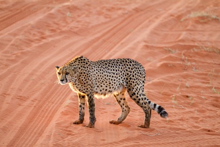Cheetah walking on the savannah at the sunsetの写真素材