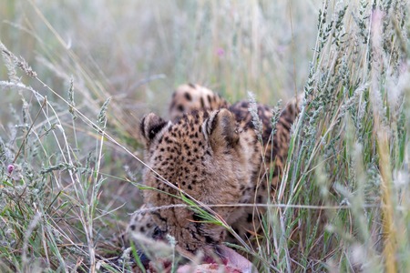 Cheetah eating on the savannah in the grassの写真素材
