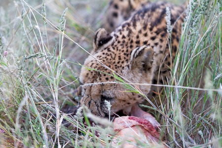 Cheetah eating on the savannah in the grassの写真素材