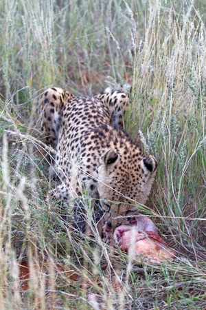 Cheetah eating on the savannah in the grassの写真素材