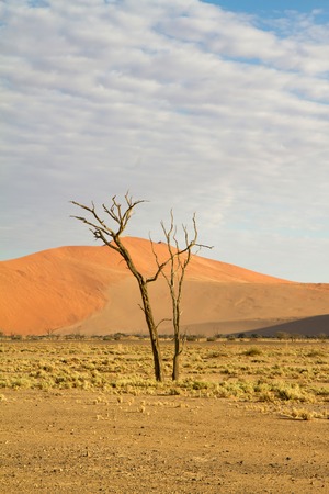 The sand dunes of Sossusvlei park, Namibiaの写真素材