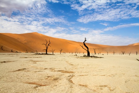 Dead trees in the Sossusvlei park, Namibiaの写真素材