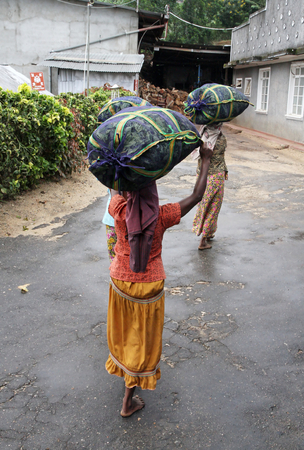 Two tea picker women are going to the factory with a big tea sack on the headの写真素材