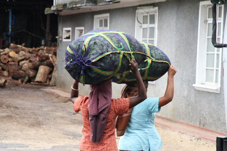 Two tea picker women are going to the factory with a big tea sack on the headの写真素材