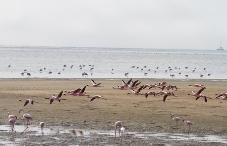 Some red flamingos in a nailed lagoaの写真素材