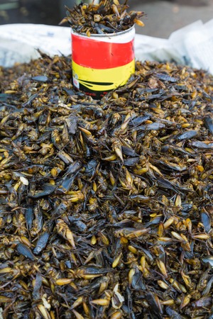 Some  fried food  insect, Myanmar