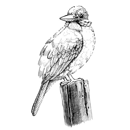 Bird sketch line drawingのイラスト素材