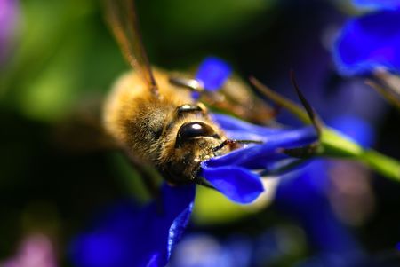 Bees on the flower
                 の写真素材