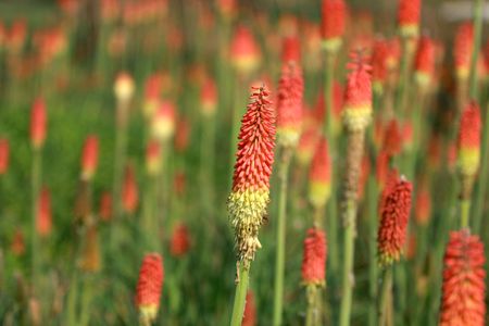 Orange-red Flower Hanadaの写真素材