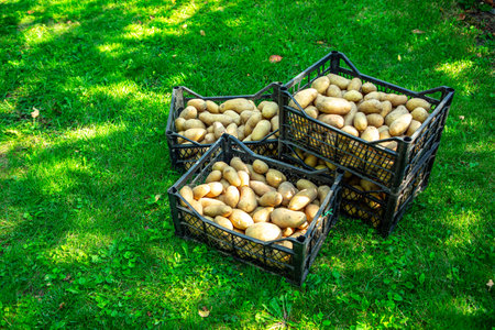 A farmer woman collects dug up potatoes in a bucket. Harvesting on farm plantation. Farming. Countryside farmland. Growing, collecting, sorting and packing in mesh bags for further sale at farm marketの写真素材