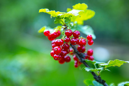 fruits, harvest, vitamins, harvesting, agriculture, sourの写真素材