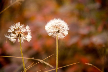 Dandelions in the grass near the forest at the bright setting sun.の写真素材