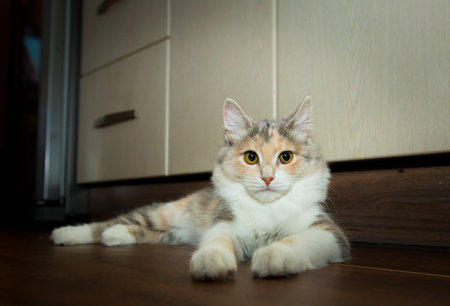 animal, cat, cute pet, close-up, no people, domestic animalの写真素材