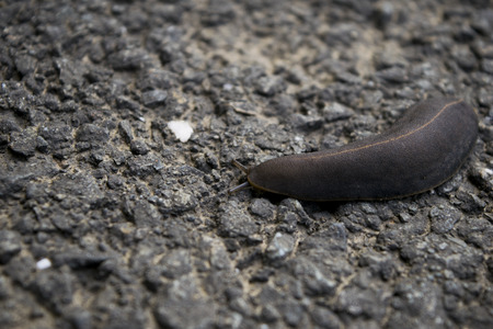 Slugの写真素材