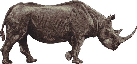 black rhinoのイラスト素材