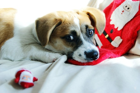 Puppy and Christmas present  の写真素材