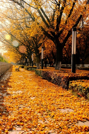 Golden  Autumnの写真素材