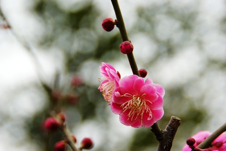 Flowerの写真素材