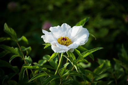 Peony bloomingの写真素材